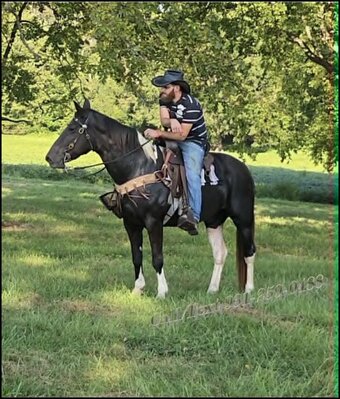 "Vivienne" Tabiano Mare Spotted Saddle