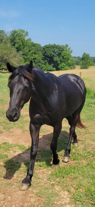 "Mateo" Black Gelding Morgan
