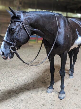 "Basil" Black Gelding Paint