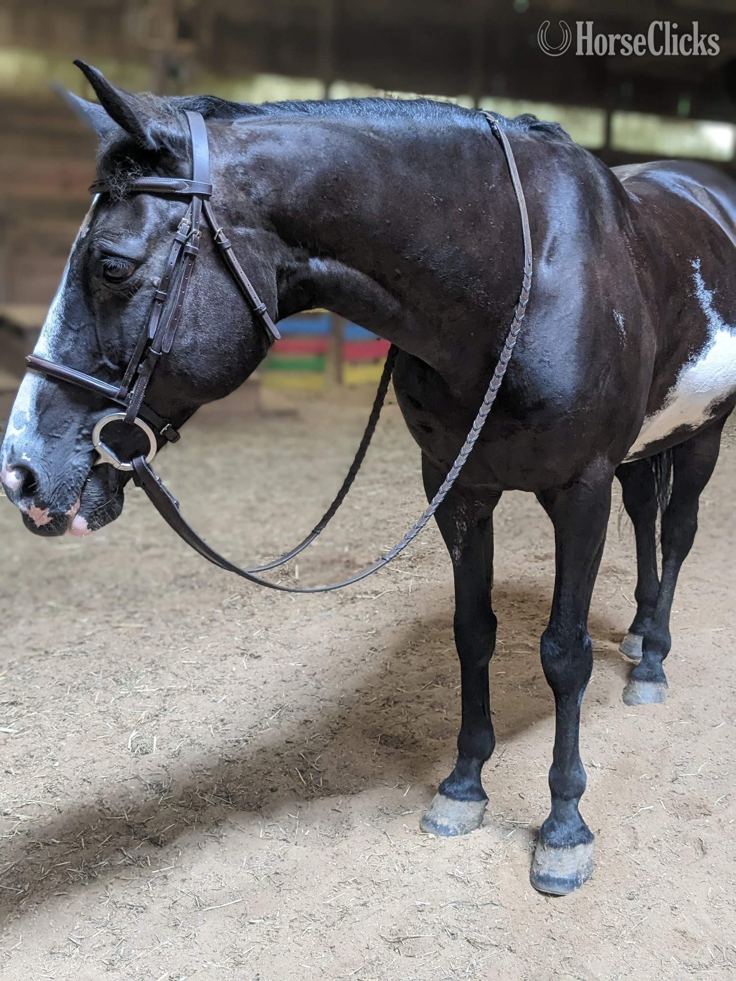 "Basil" Black Gelding Paint in Pennsylvania