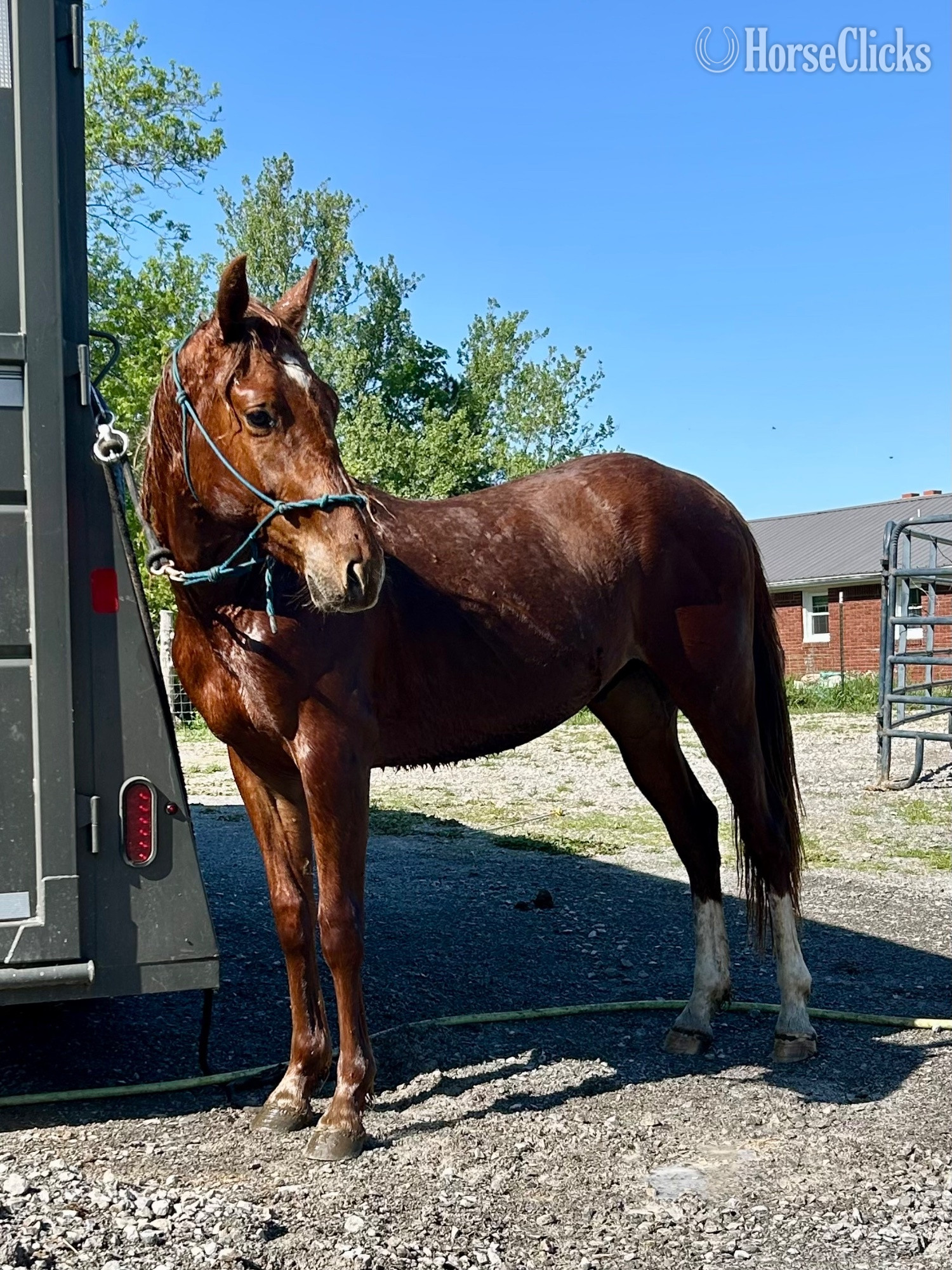 "Genuinely High Caos" Sorrel Colt Quarter Horse in Kentucky