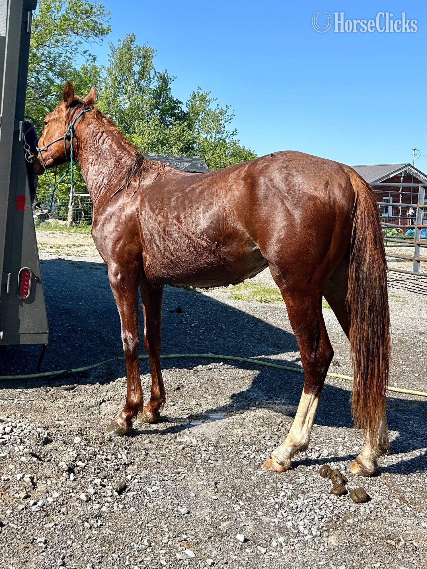 "Genuinely High Caos" Sorrel Colt Quarter Horse