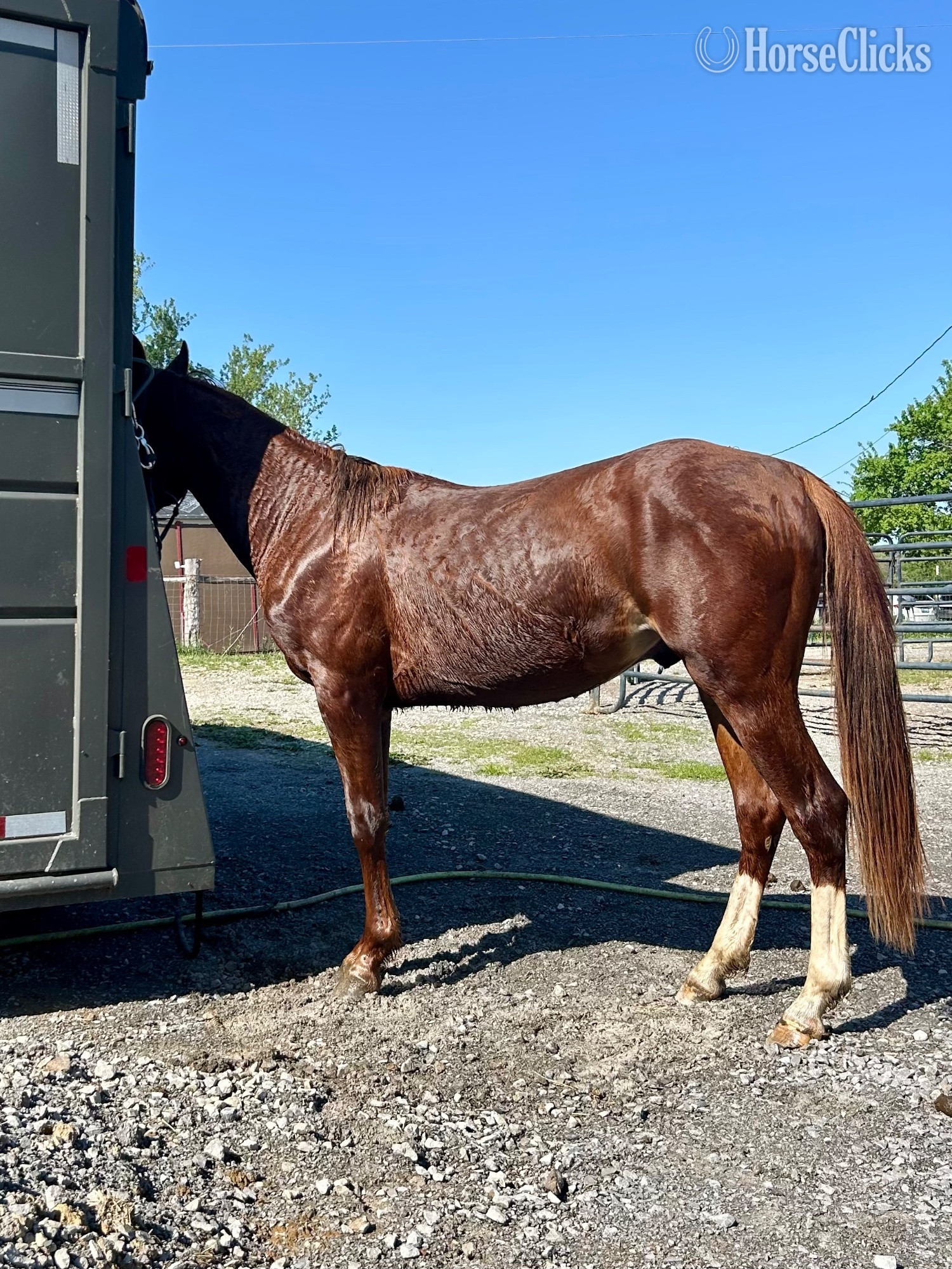 Kentucky "Genuinely High Caos" Sorrel Colt Quarter Horse