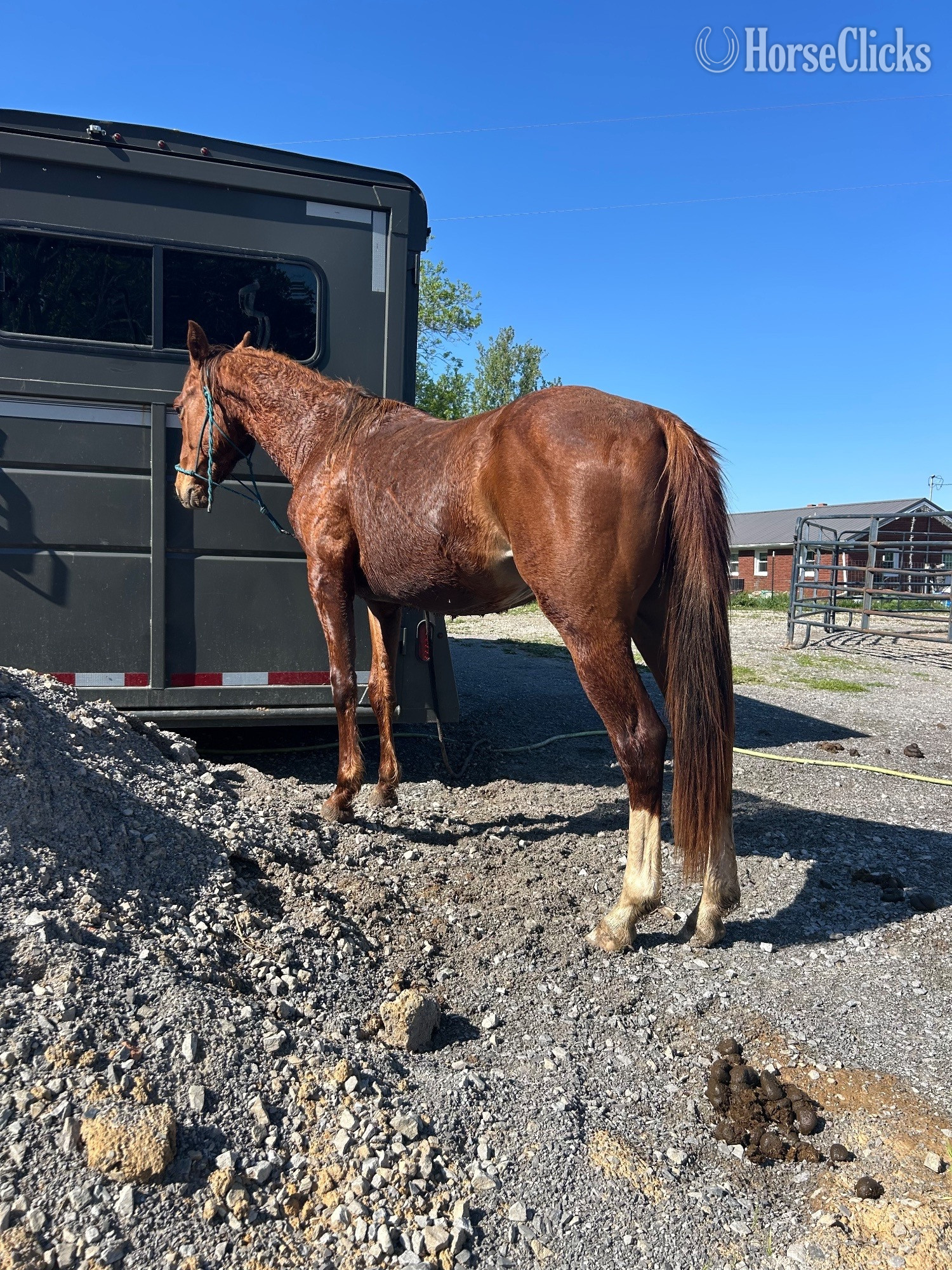 "Genuinely High Caos" Sorrel Colt Quarter Horse - Quarter Horse in Kentucky