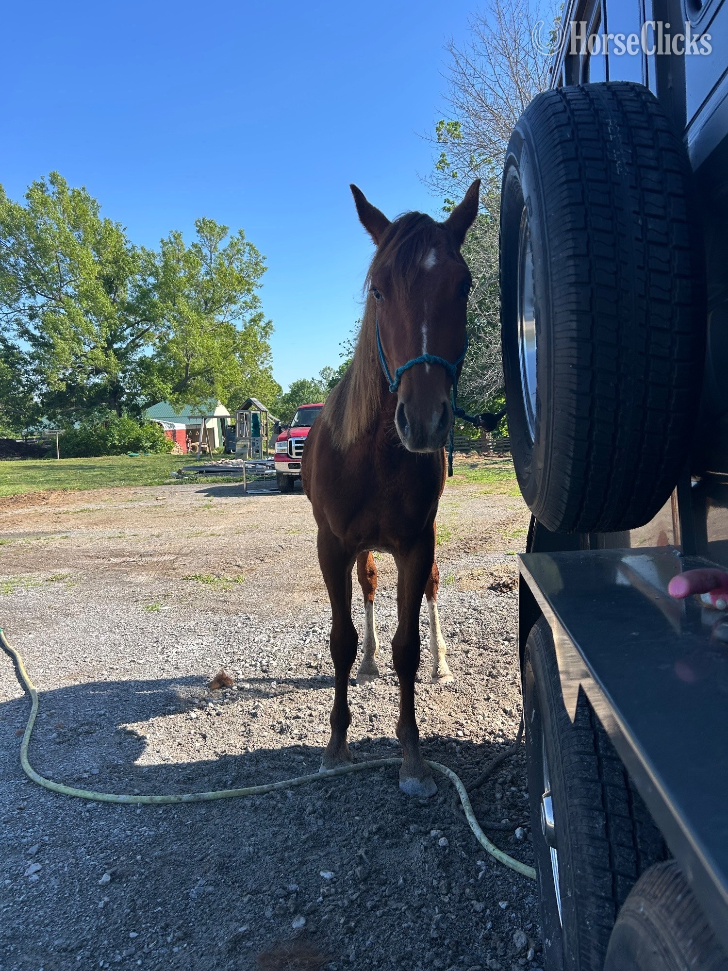 "Genuinely High Caos" Sorrel Colt Quarter Horse - Quarter Horse
