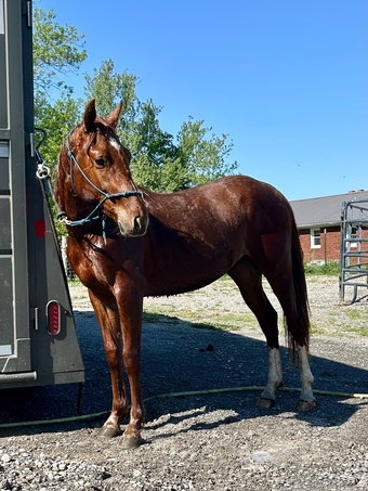 "Genuinely High Caos" Sorrel Colt Quarter Horse