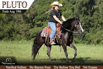 "Pluto" Black Gelding Quarter Pony