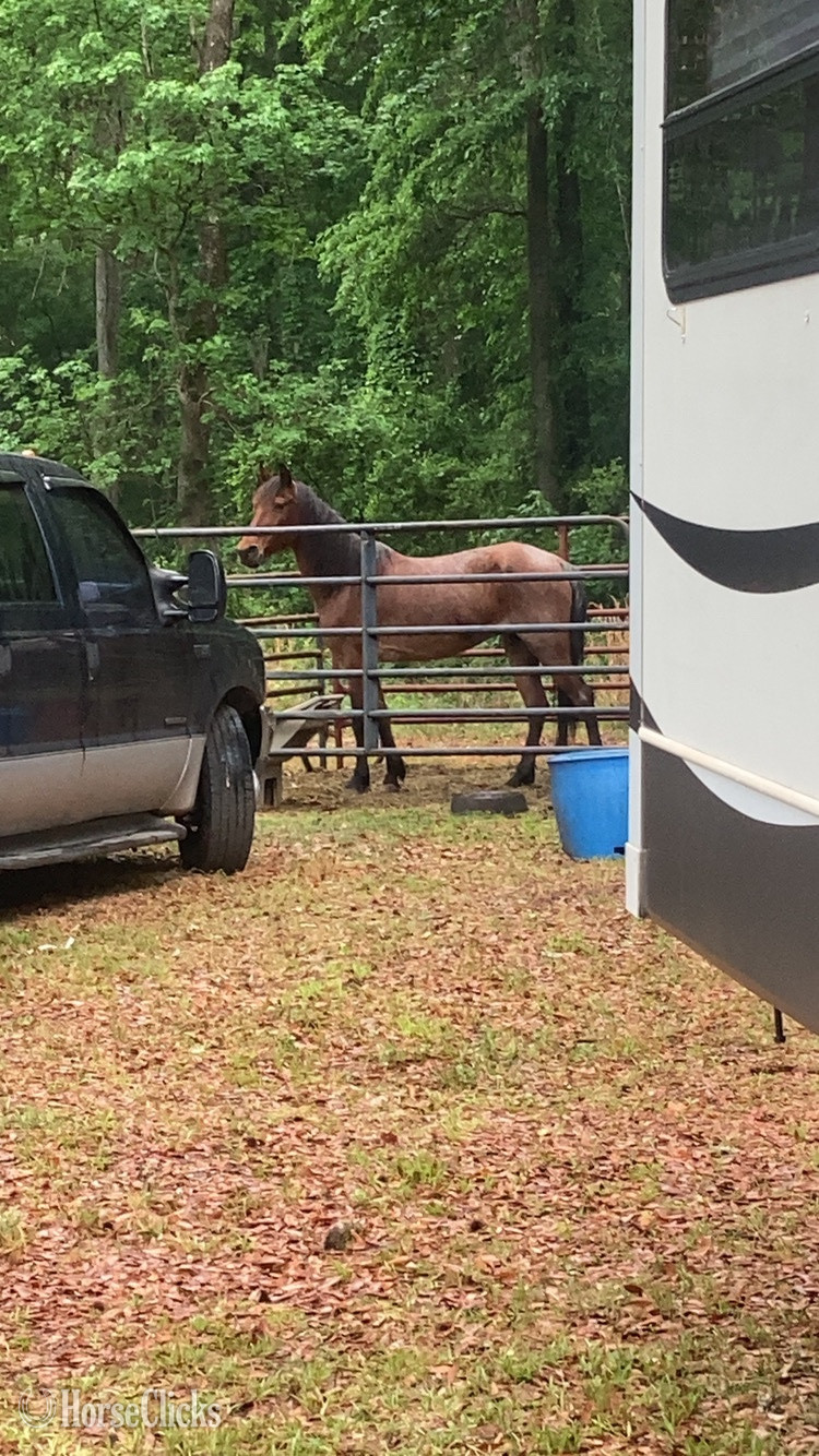 "Lakota " Bay Roan Mare Other Breed in South Carolina