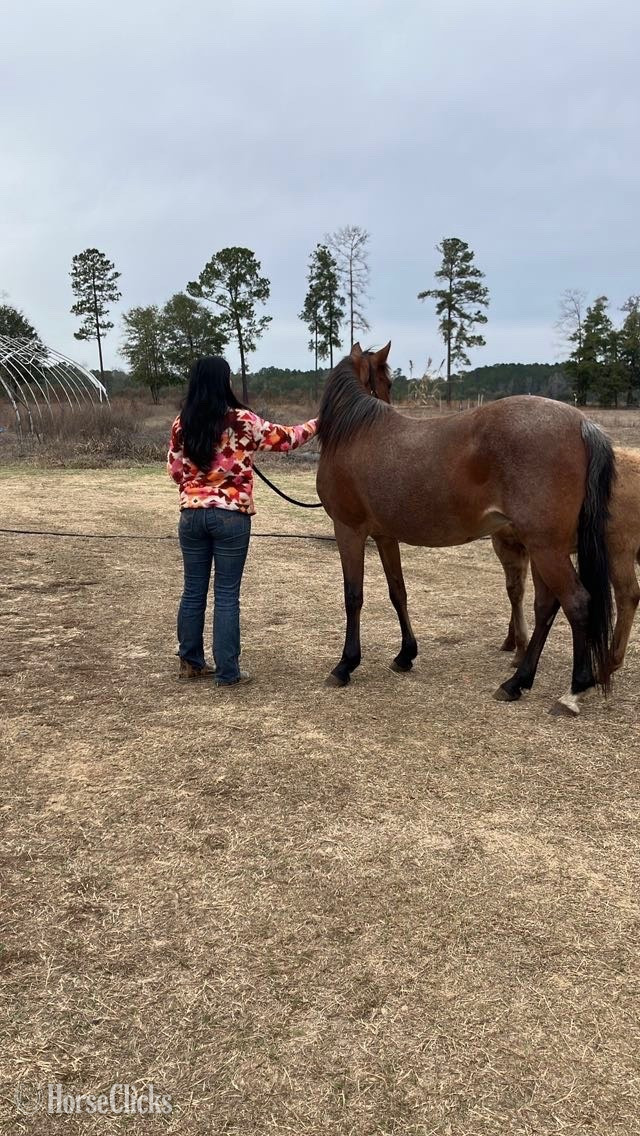 "Lakota " Bay Roan Mare Other Breed