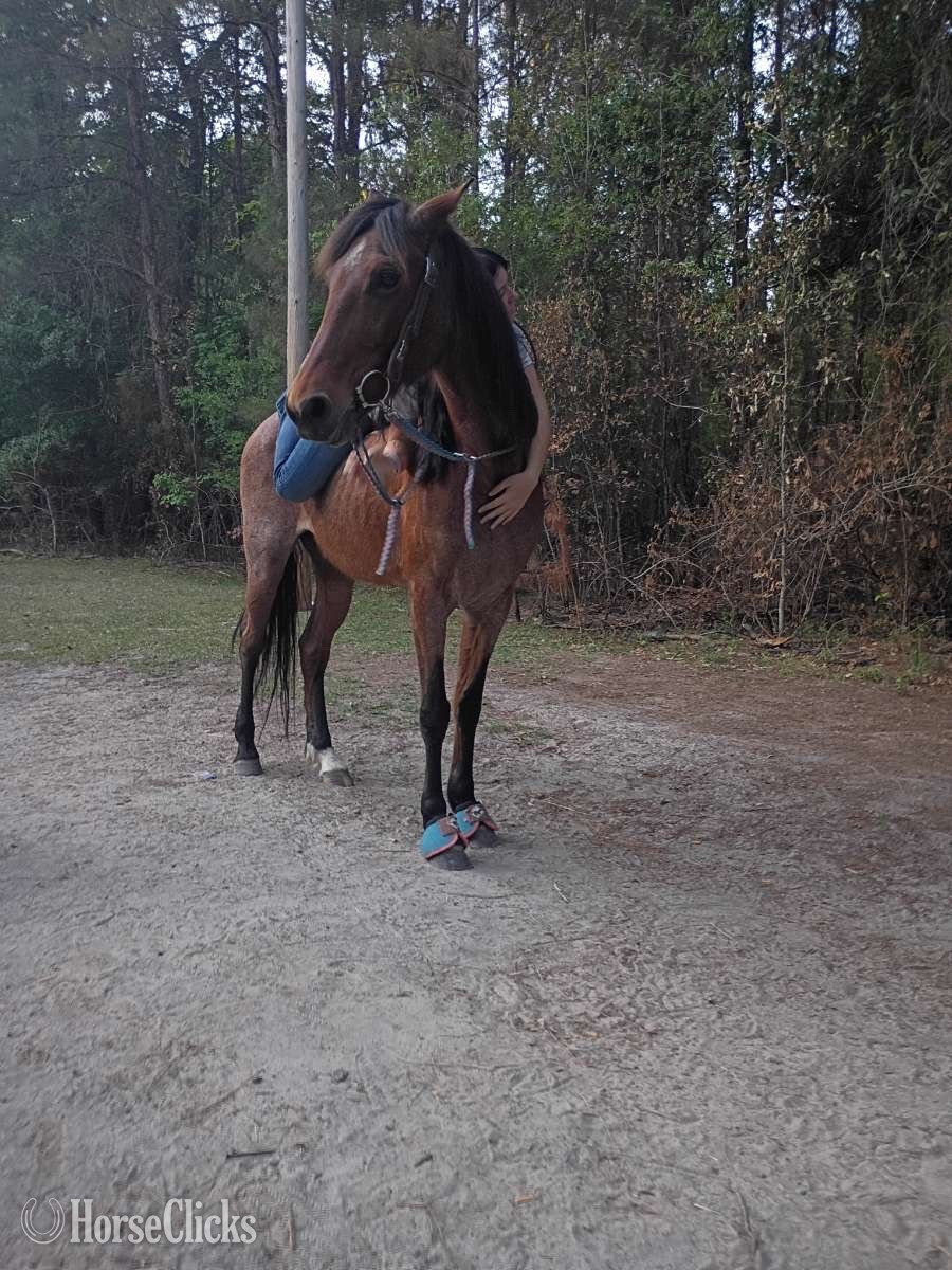 South Carolina "Lakota " Bay Roan Mare Other Breed