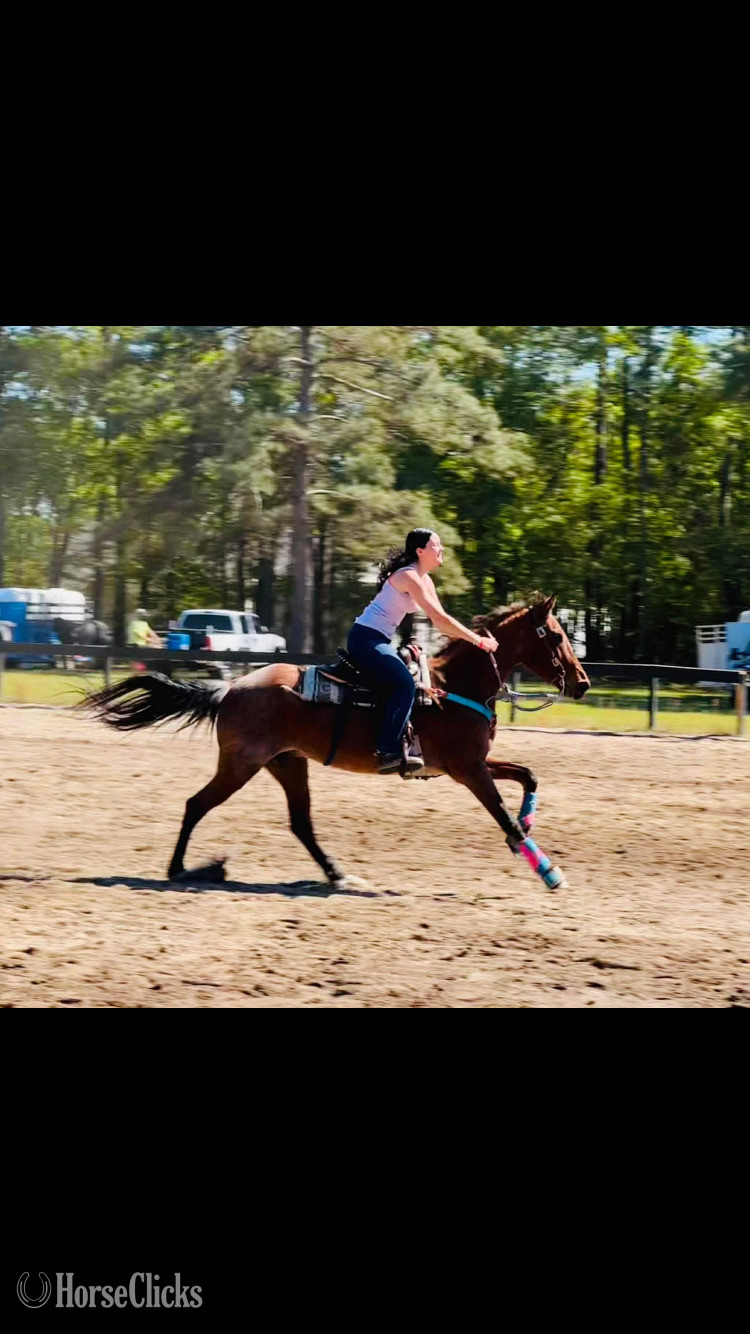 "Lakota " Bay Roan Mare Other Breed - Other Breed in South Carolina
