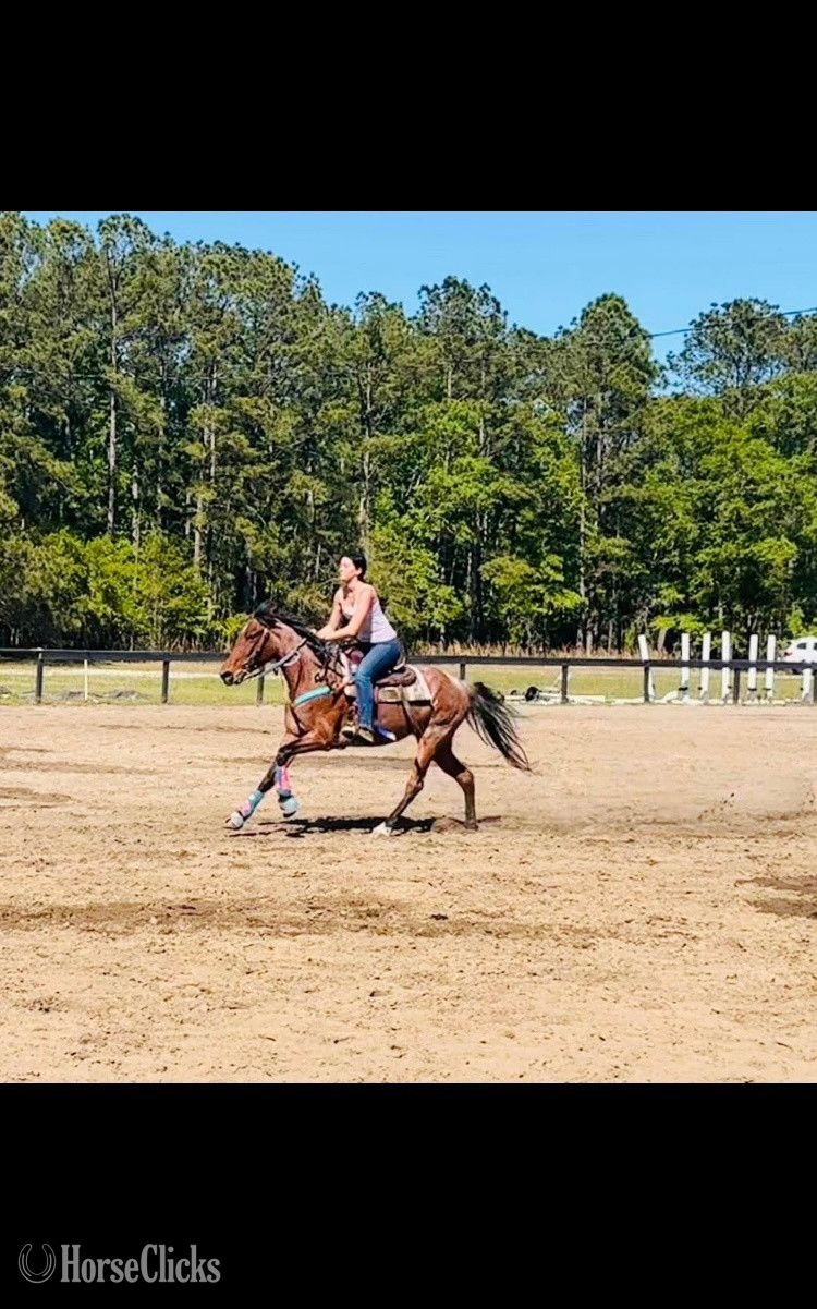 "Lakota " Bay Roan Mare Other Breed - Other Breed