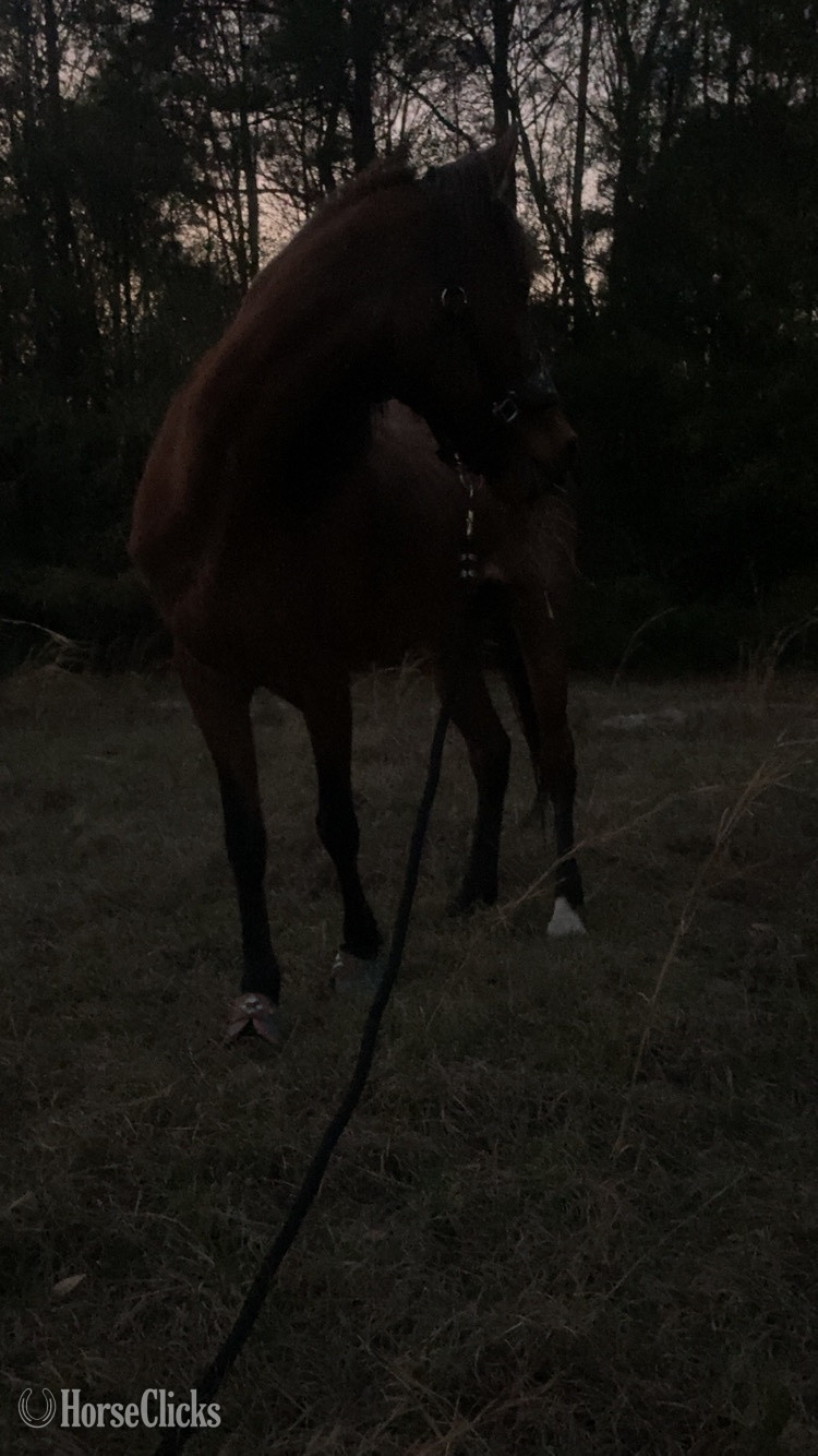 "Lakota " Bay Roan Mare Other Breed South Carolina