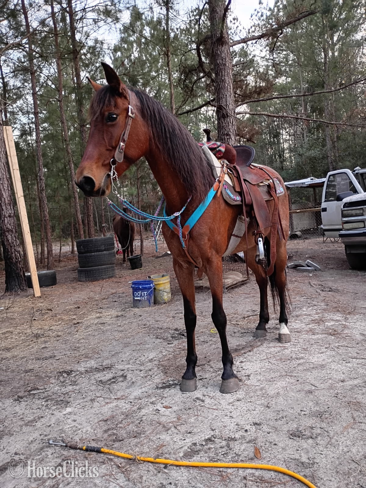 Other Breed - "Lakota " Bay Roan Mare Other Breed in South Carolina