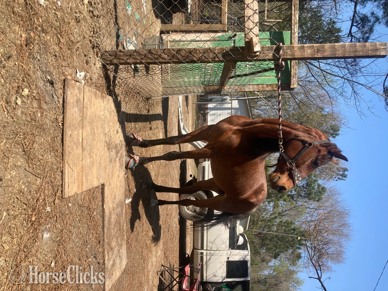 Other Breed - "Lakota " Bay Roan Mare Other Breed