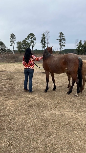 "Lakota " Bay Roan Mare Other Breed