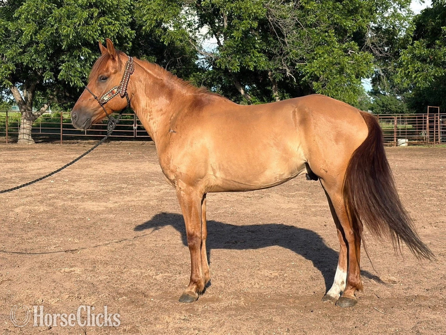 Missouri "Rocky " Red Dun Gelding Quarter Horse