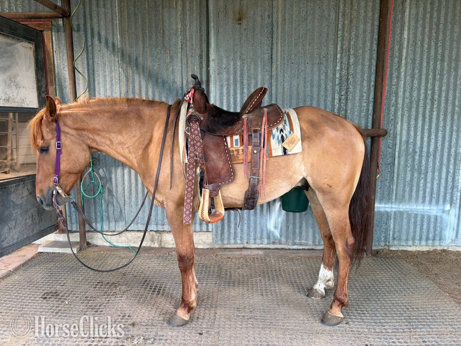 "Rocky " Red Dun Gelding Quarter Horse - Quarter Horse
