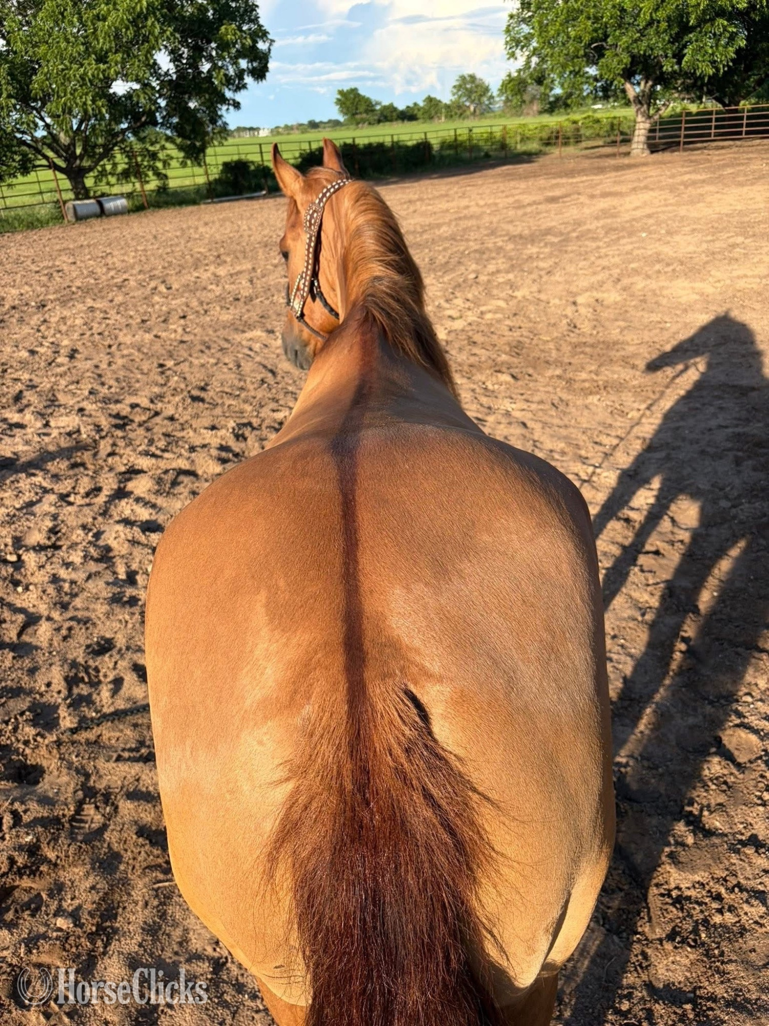 "Rocky " Red Dun Gelding Quarter Horse Missouri