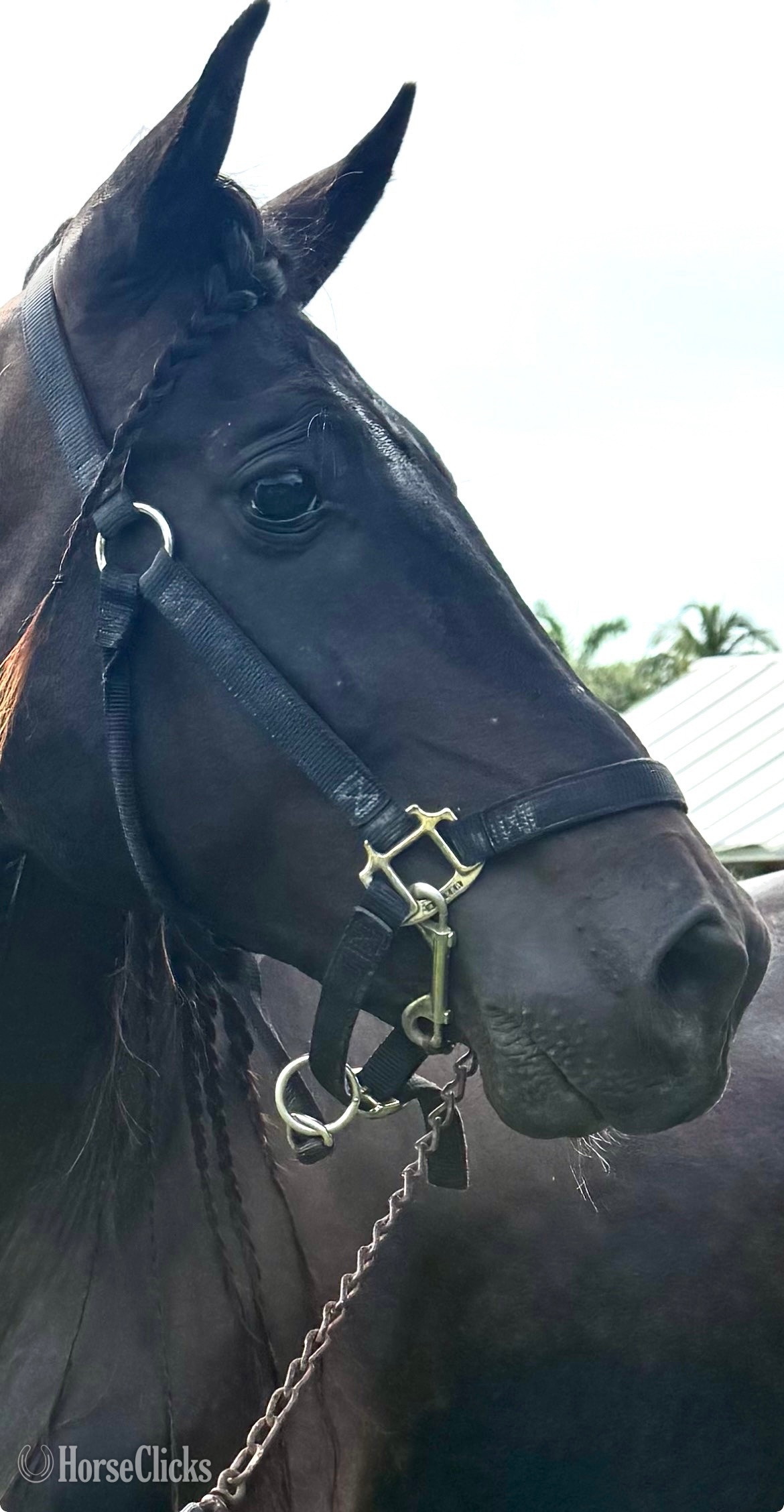 "ROMERO CLXI" Black Gelding Andalusian in Florida