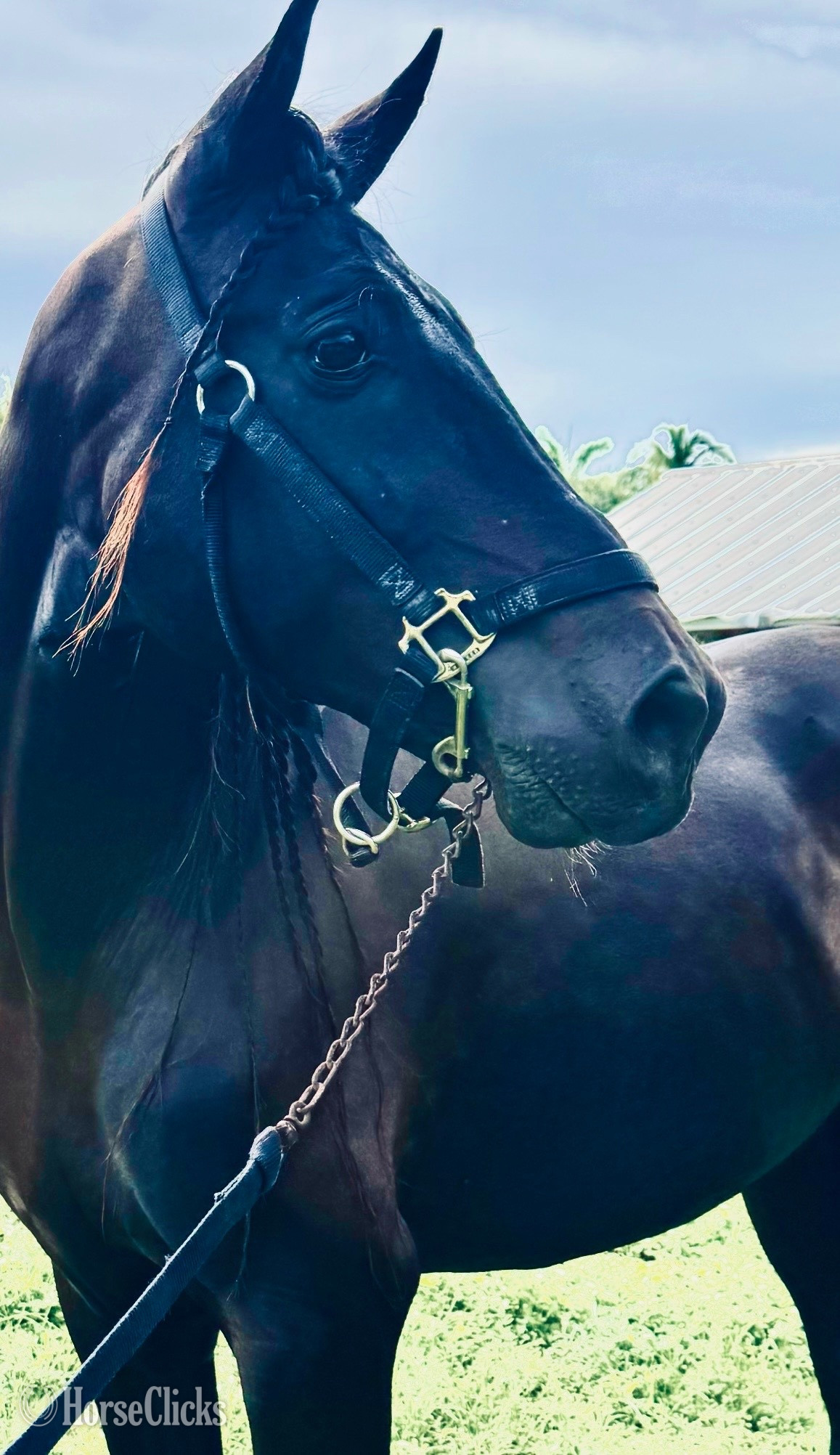 "ROMERO CLXI" Black Gelding Andalusian