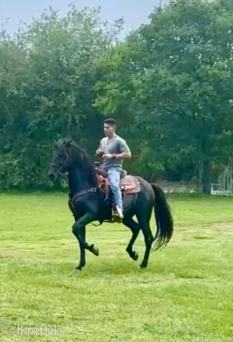 Florida "ROMERO CLXI" Black Gelding Andalusian