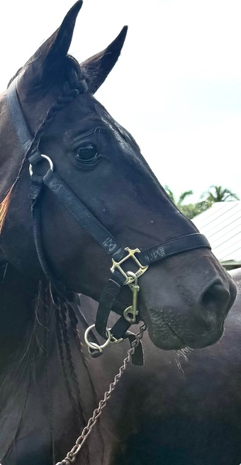 "ROMERO CLXI" Black Gelding Andalusian
