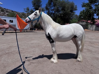 "GGV Mischief Managed" Black Colt Gypsy Vanner