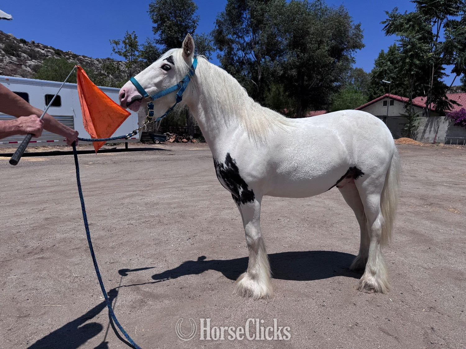 "GGV Mischief Managed" Black Colt Gypsy Vanner in California