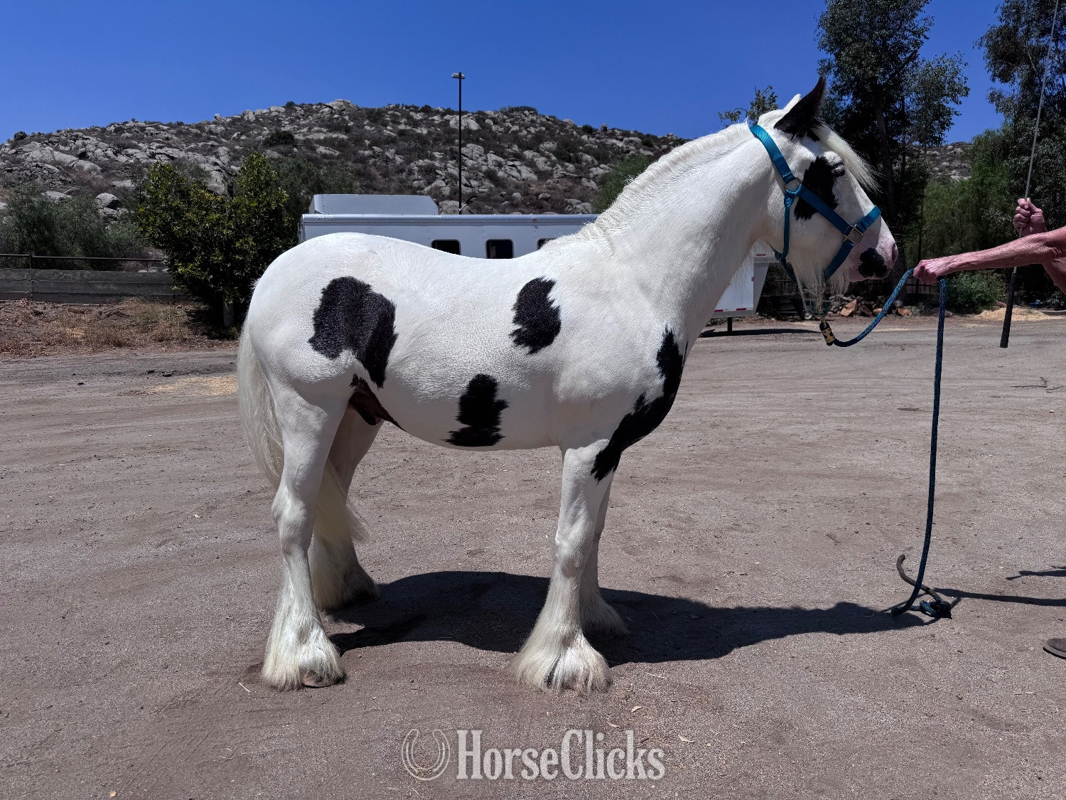 "GGV Mischief Managed" Black Colt Gypsy Vanner