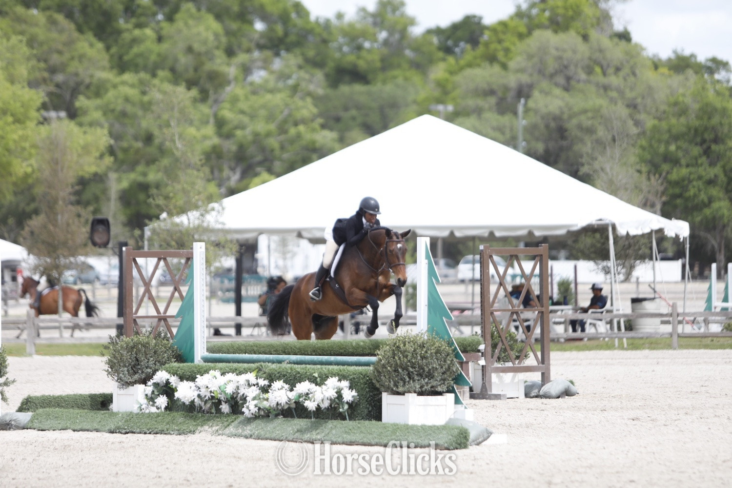 "Bonne Chance" Bay Mare Oldenburg in Florida