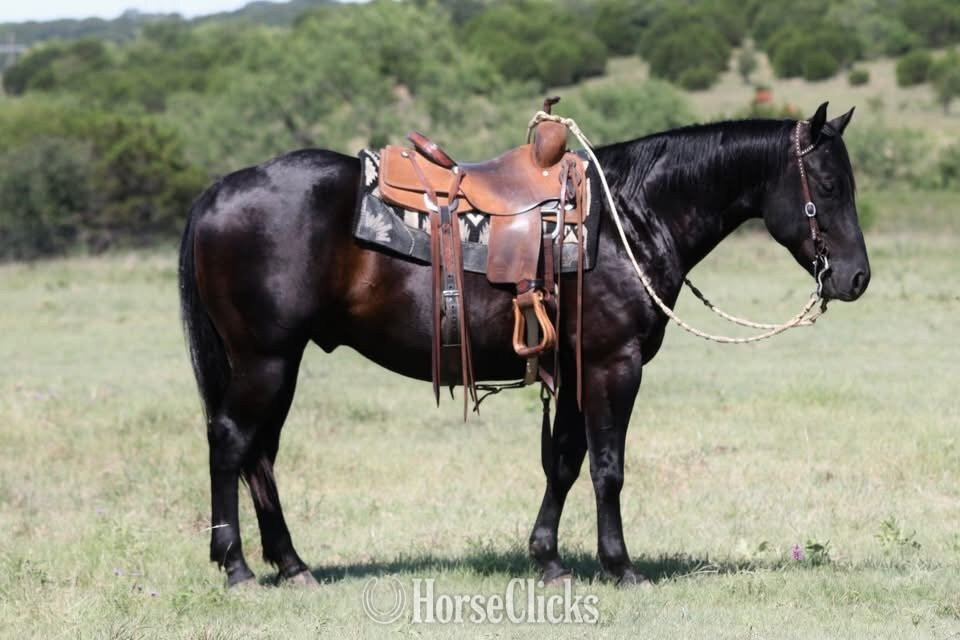 "Maverick" Black Gelding Quarter Horse in Virginia
