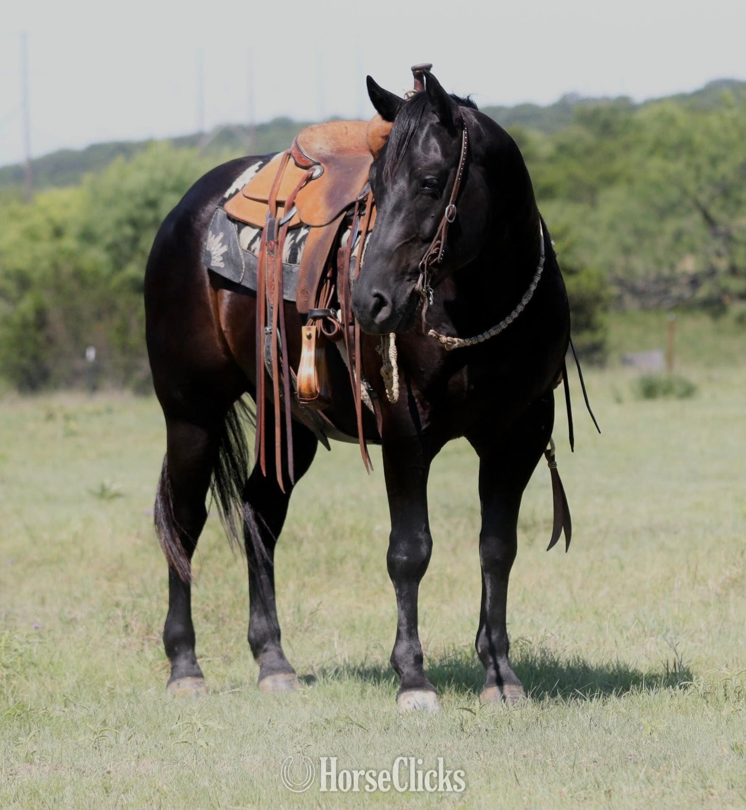 "Maverick" Black Gelding Quarter Horse - Quarter Horse in Virginia