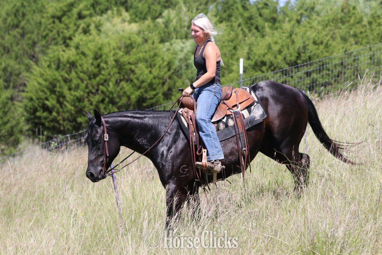 "Maverick" Black Gelding Quarter Horse Virginia