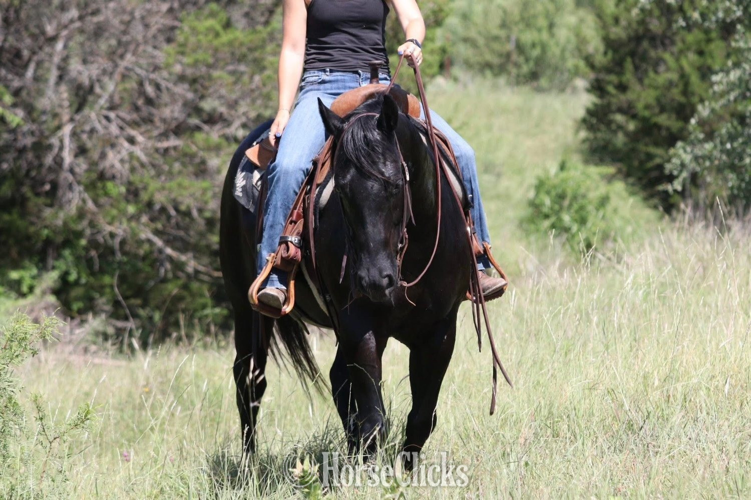 Quarter Horse - "Maverick" Black Gelding Quarter Horse