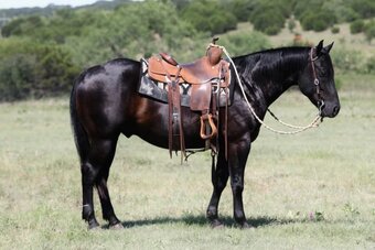 "Maverick" Black Gelding Quarter Horse