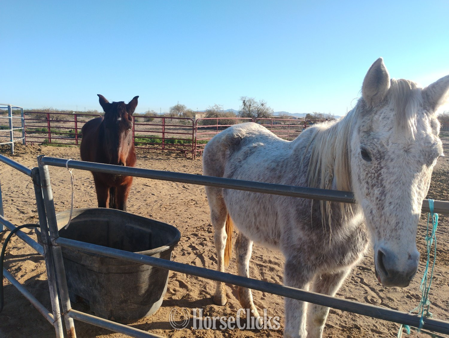 "Hope" White Mare Other Breed in Arizona