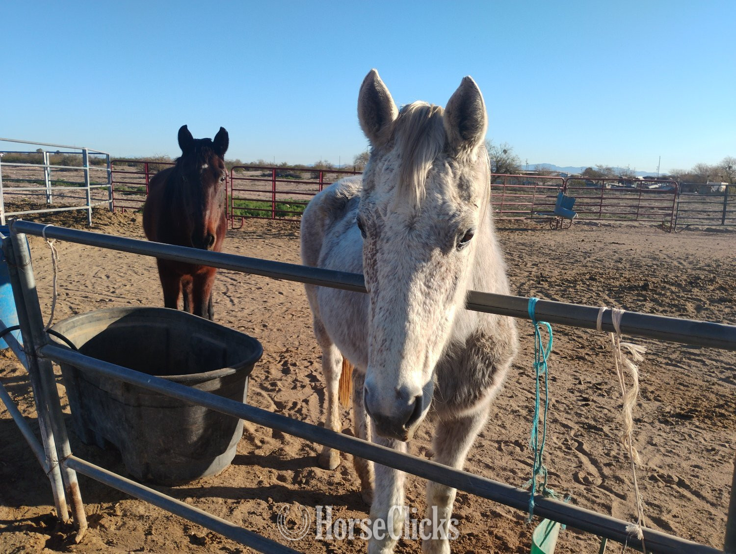"Hope" White Mare Other Breed
