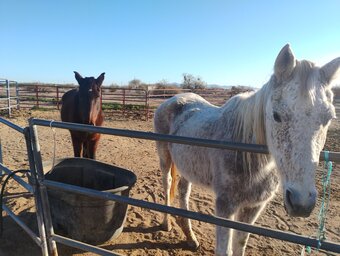 "Hope" White Mare Other Breed