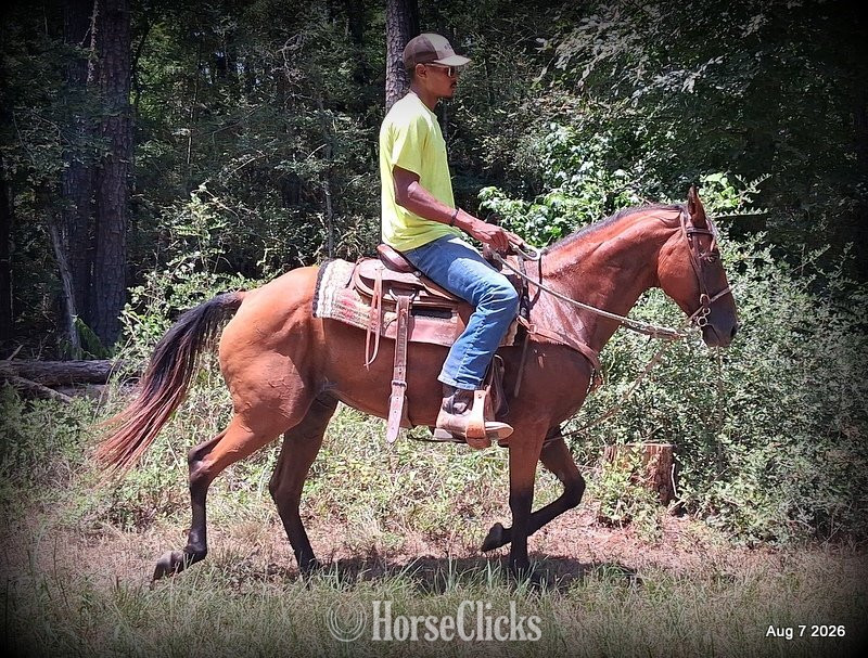 "Sable • Beginner Safe & Family Safe Mare" Bay Mare Quarter Horse - Quarter Horse
