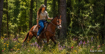 "Sable • Beginner Safe & Family Safe Mare" Bay Mare Quarter Horse
