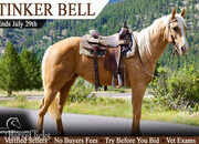 "Tinker Bell" Palomino Mare Quarter Horse