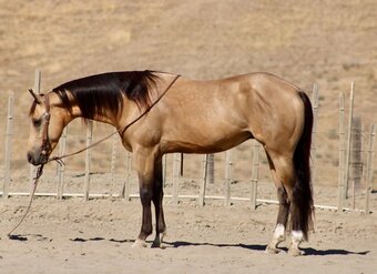 "BAZOOKA" Buckskin Gelding Quarter Horse