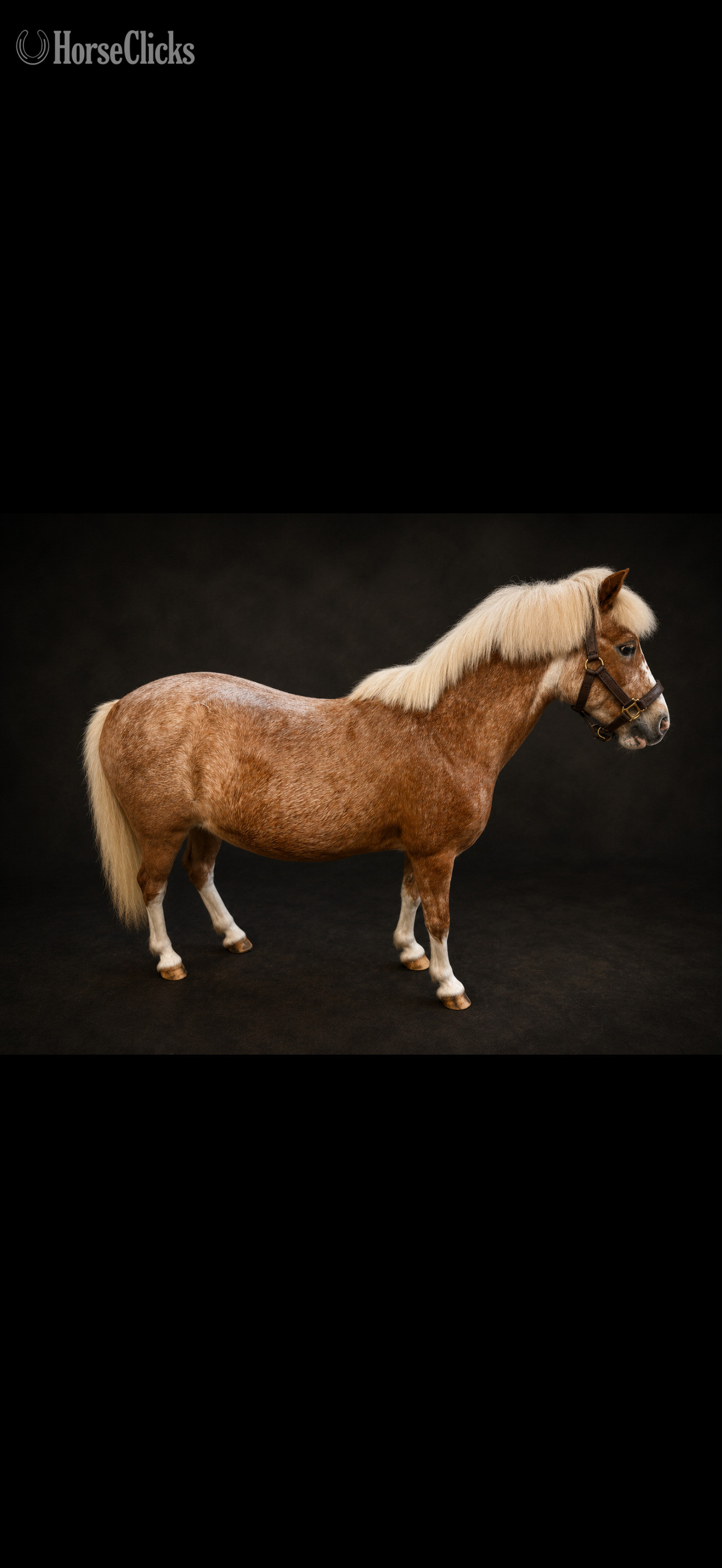 "Tater Tot" Strawberry Roan Mare Welsh Pony in Pennsylvania