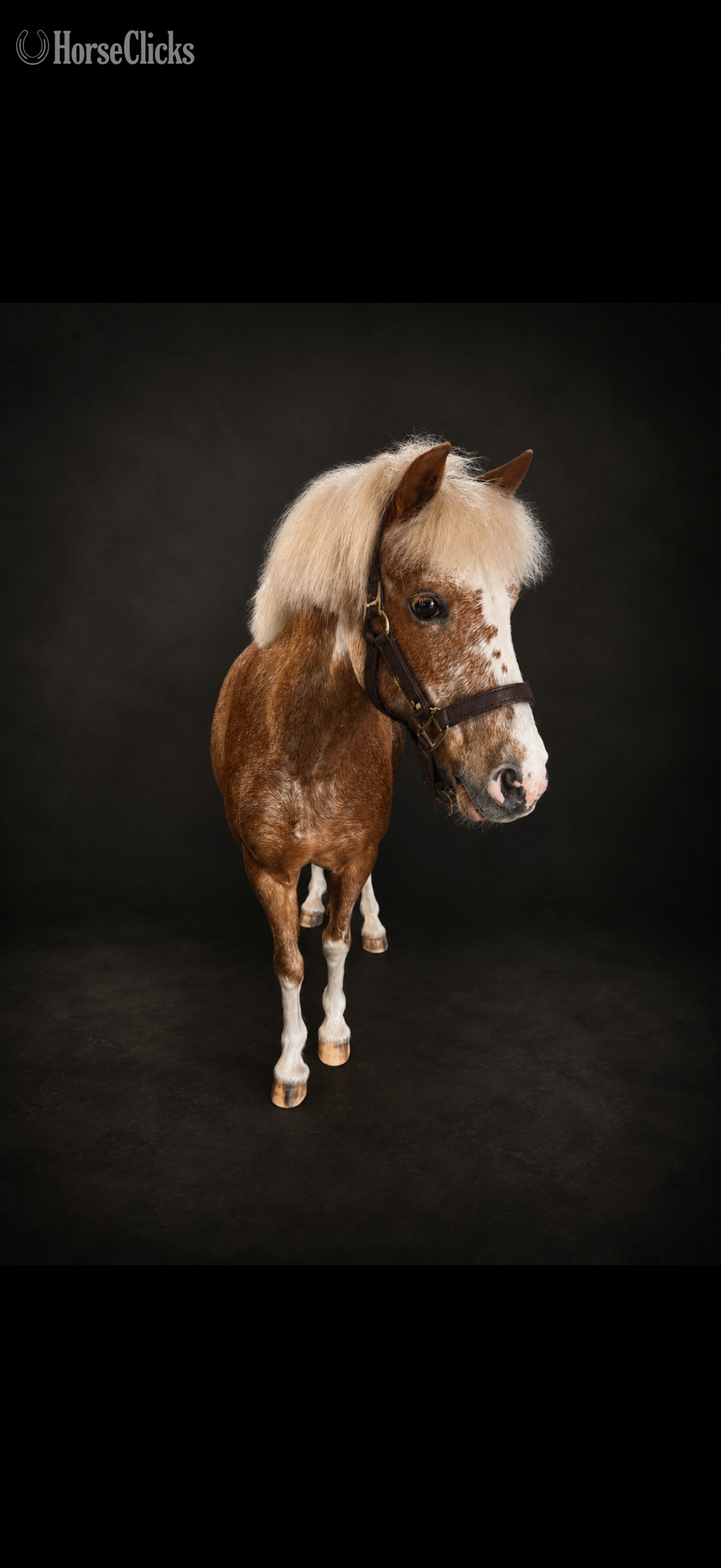 "Tater Tot" Strawberry Roan Mare Welsh Pony