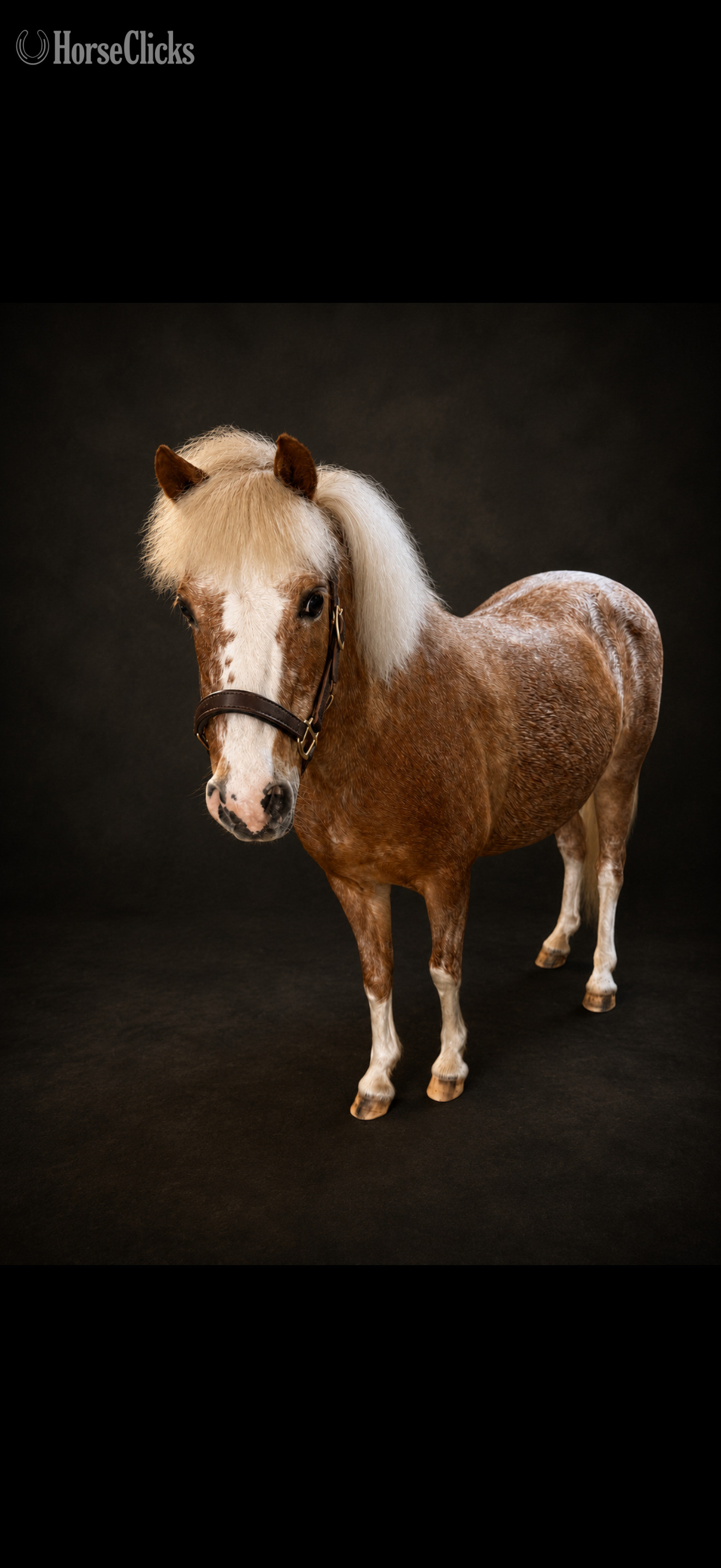 Pennsylvania "Tater Tot" Strawberry Roan Mare Welsh Pony