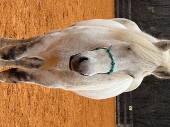 "Maximus" Grey Gelding Welsh Pony
