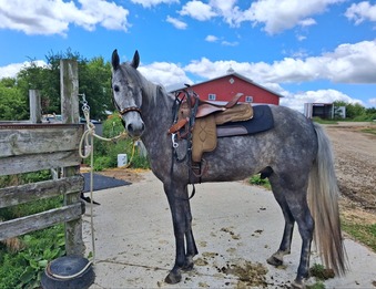 "MR.JIMINY CRICKET" Grey Gelding Tennessee Walker