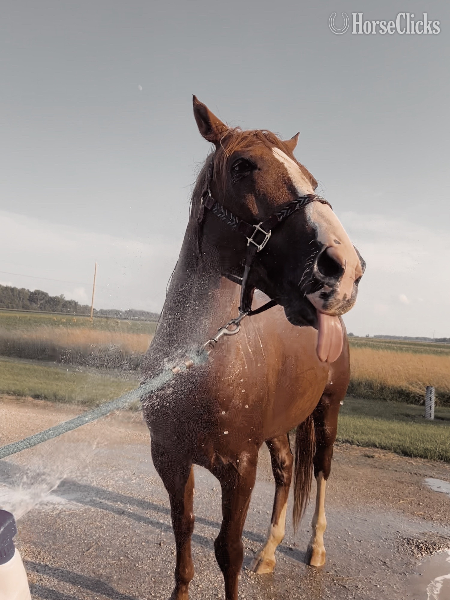 "Sunny" Sorrel Gelding Quarter Horse