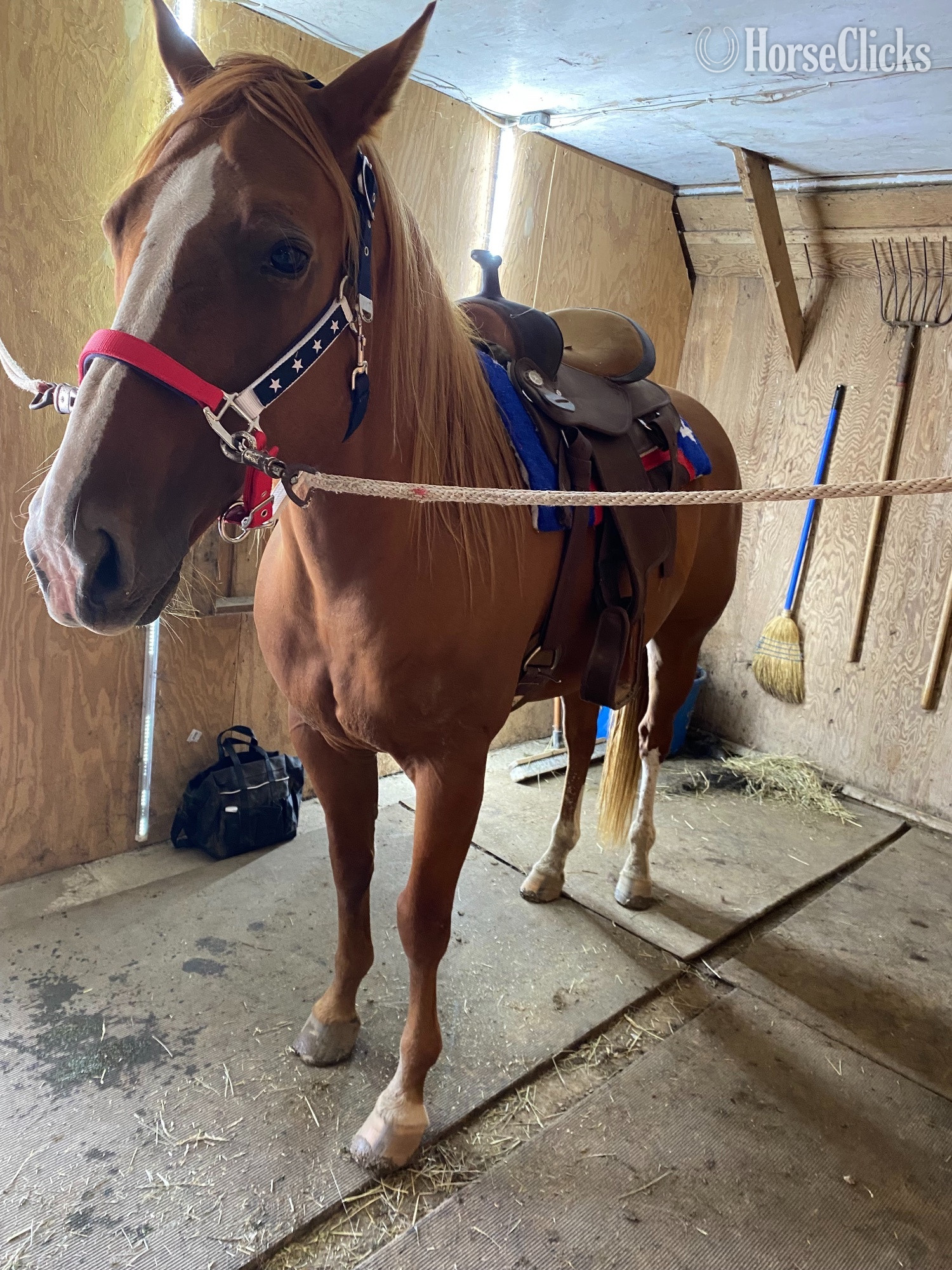"Sunny" Sorrel Gelding Quarter Horse in Indiana